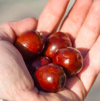 Jojoba Oil - Direct from EIR Oils' Farm in Israel - 100% Pure Carrier Oil for Hair, Face, and Skin - Hand-Picked, Cold-Pressed Carrier Oil (8oz)