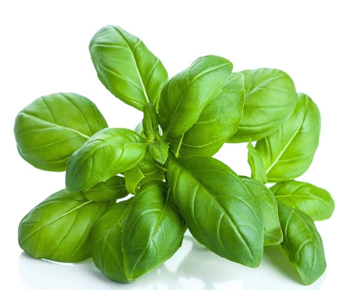 US Organic 100% Pure Basil Essential Oil, USDA Certified Organic, Steam Distilled W/Euro Dropper, 10 ml (More Size Variations Available)