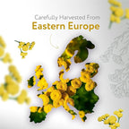 HBNO Helichrysum Oil - Huge 4 oz (120ml) Value Size - Ideal for Perfumes, Home Fragrances, Reed Diffusers, Lotions, Car Fresheners and Skin Care Products.