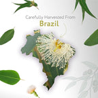 HBNO Lemon Eucalyptus Essential Oil - 4 oz (120ml) - Natural - Perfect for Cleaning, Aromatherapy, DIY, Soap & Diffuser