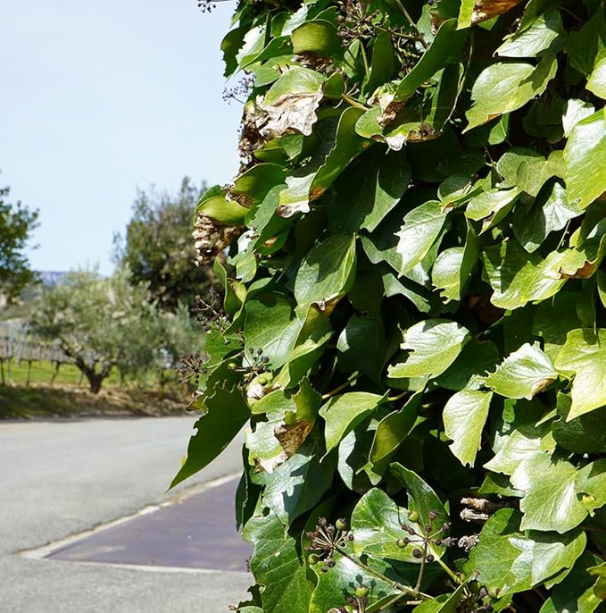 Grapeseed Oil - Pure Grapeseed oil for Skin - 100% Pure Carrier Oil for Hair, Face, and Skin - Direct from EIR Oils in the Beautiful Spanish Countryside (32 oz)