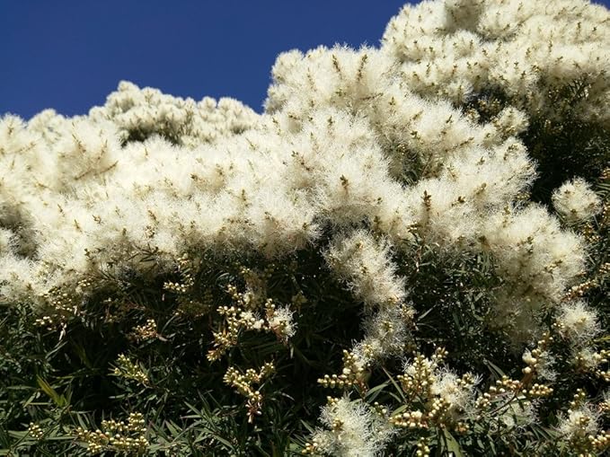 US Organic 100% Pure Tea Tree Essential Oil - USDA Certified Organic, Steam Distilled, Sourced from South Africa, Undiluted, Non-GMO (10 ml (Pack of 1))