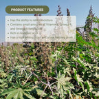 Organic Castor Oil Direct From India - Cold Pressed Castor Oil For Face, Hair Growth, Eyelash Serum, Eyebrow - Skin and Face Moisturizer and Detox - Hexane Free 1 Gallon