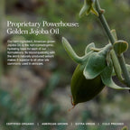 Ogee Glimmer Lip Gloss Trio - Limited Edition Holiday Makeup Gift Set - Includes Anemone, Poppy & Freesia - Certified Organic Lip Gloss for Women