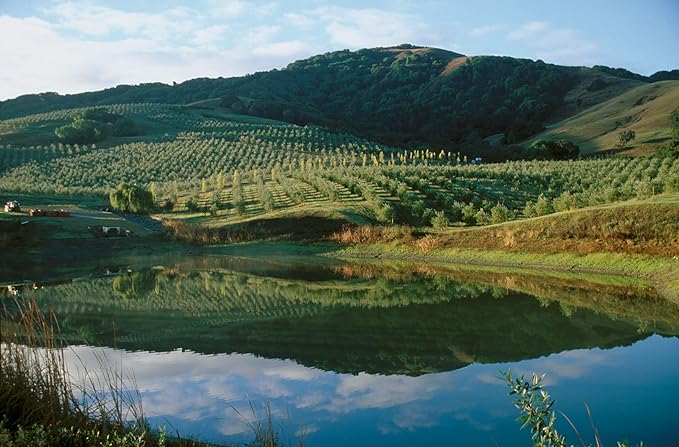 Lip Balm: Kiss of Blush (3-pack) by ODE Olive Oil Beauty, Organic EVOO, California Made, Luxurious Lip balm