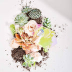 Lake & Skye - Canyon Rose Warm Floral and Vanilla Rollerball Fragrance Oil 0.33 oz (10 ml)