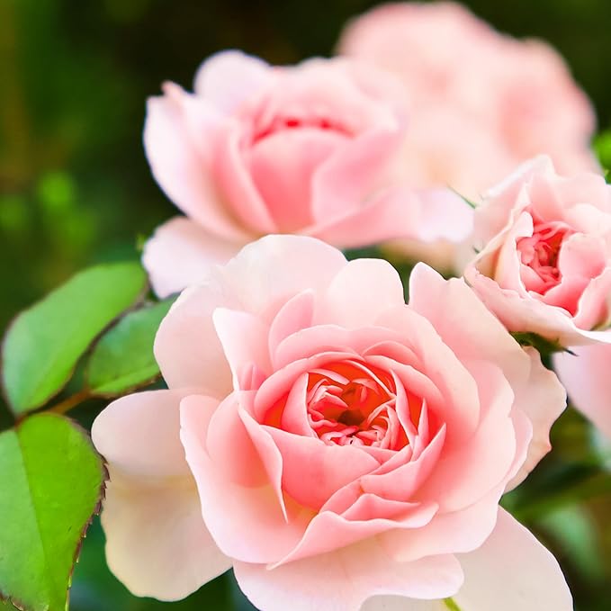 Herbal Essences Rose Hips Shampoo - Smooth, Shiny Hair with Vitamin E & Jojoba, Safe for Color Treated Hair, Floral Scent, Cruelty-Free, Dermatologist-Tested, 29.2 Fl Oz (Pack of 2)