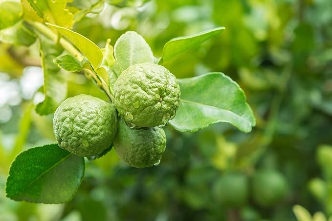 US Organic 100% Pure Bergamot Essential Oil, USDA Certified Organic, Cold Pressed, with Euro droppers (More Size Variations Available) (30 ml / 1 fl oz)