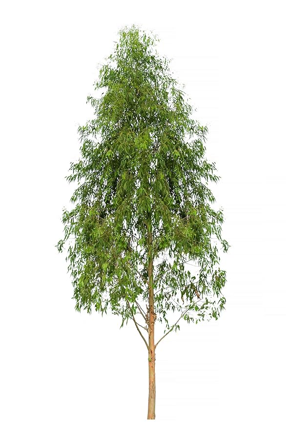 US Organic 100% Pure Eucalyptus Essential Oil (Radiata) - USDA Certified Organic, Steam Distilled - W/Euro droppers (More Size Variations Available) (15 ml / .5 fl oz)