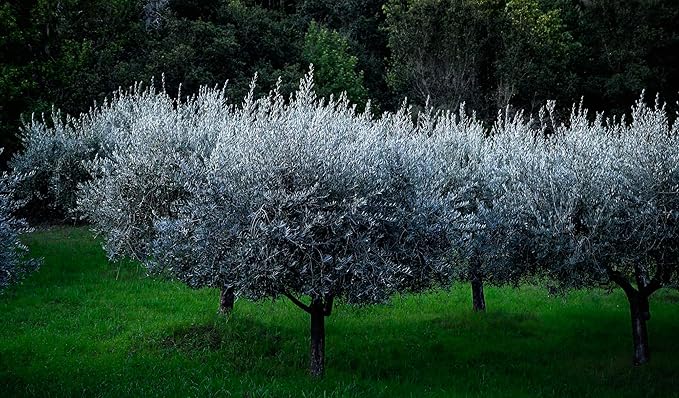 Lip Balm: Kiss of Blush (3-pack) by ODE Olive Oil Beauty, Organic EVOO, California Made, Luxurious Lip balm