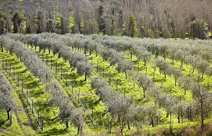 Botanical Facial Polish (3-pack) by ODE Olive Oil Beauty, Organic EVOO, Gentle, Cleanser, Hydrating Mask